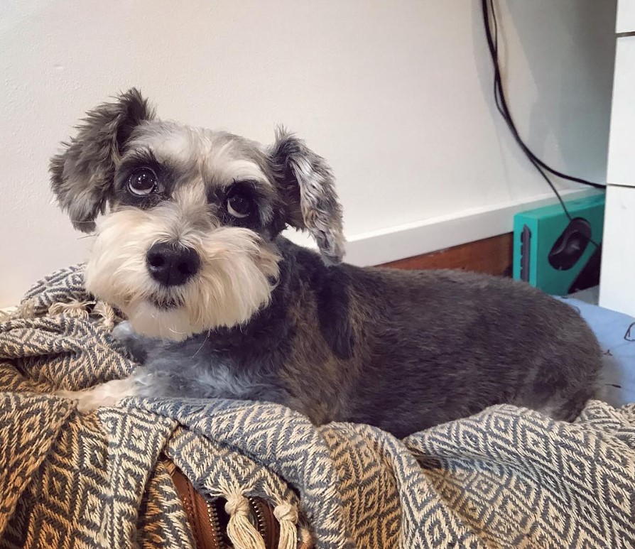 Schnauzerdoodle resting on its bed while looking up