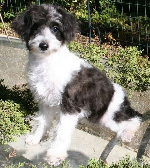 black and white Schnauzerdoodle in the garden