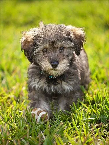 Schnauzerpoo puppy in the yard with a ball