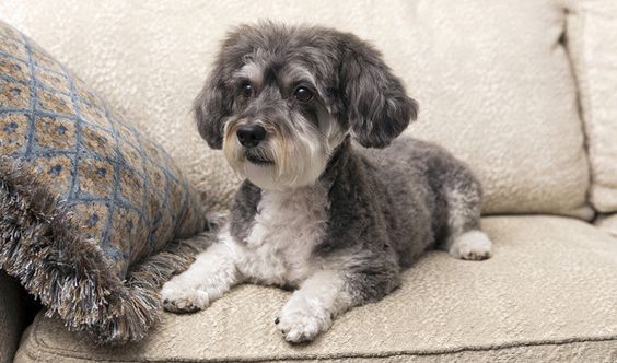 fluffy silver and white Schnauzerpoo lying on the couch