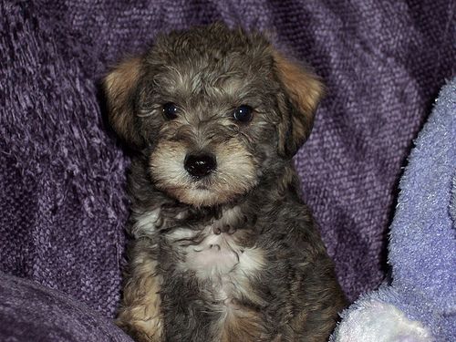 Schnauzerpoo puppy sitting on the bed