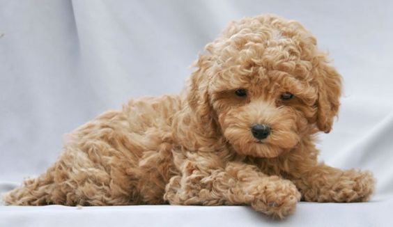 red Schnauzerpoo pup lying down