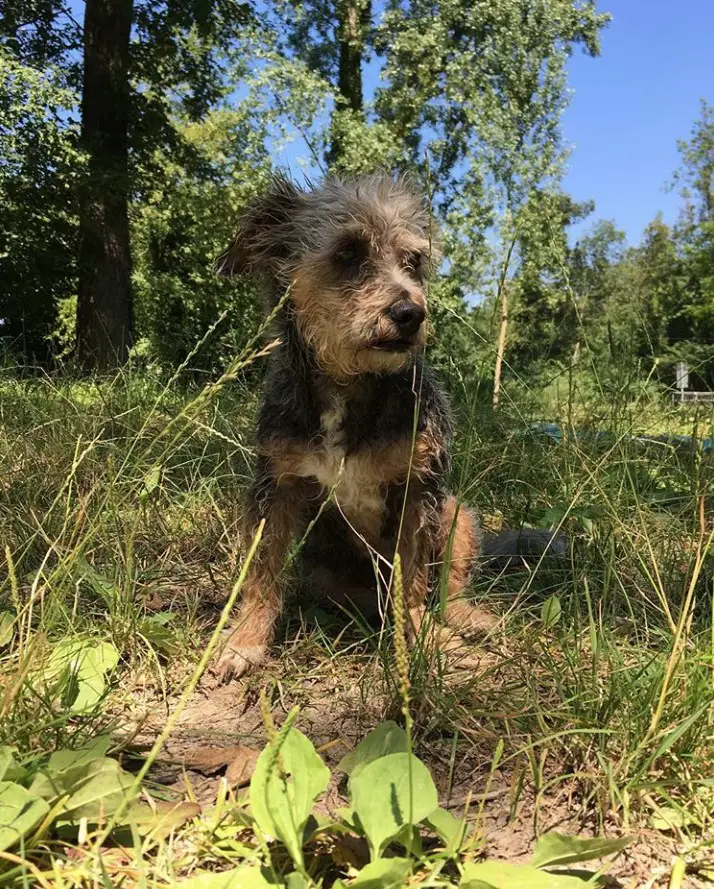 black and tan colored Schnauzerdoodle sitting on the ground in the forest