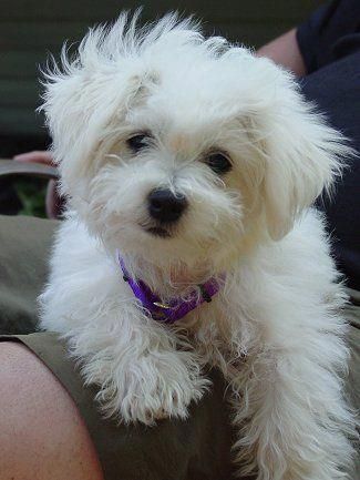 white Schnauzerdoodle puppy on a man's lap