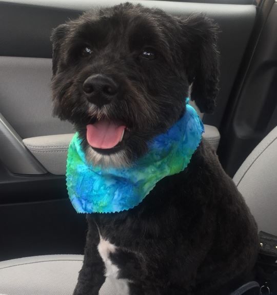 black Miniature Schnauzer Poodle Mix sitting on the passenger seat