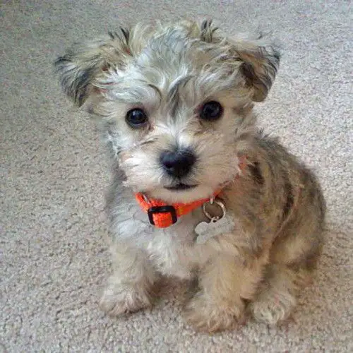 Schnoodle puppy sitting on the floor with its adorable face