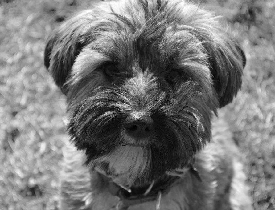 black and white photo of an adorable Schnau-Tzu