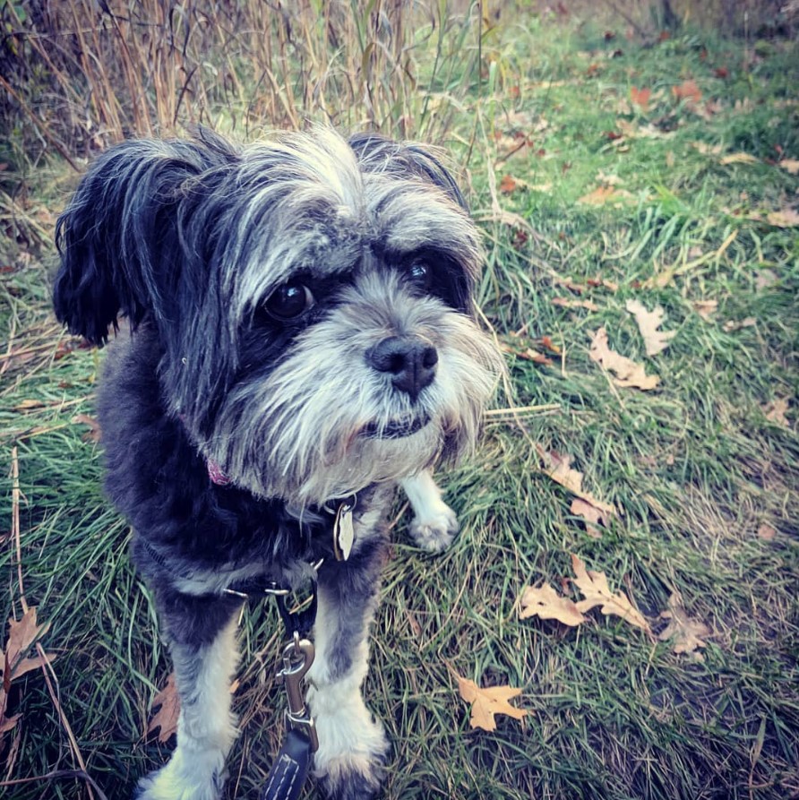 black and white Schnautzu standing in the grass