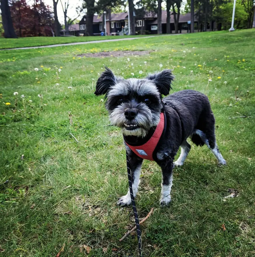 black and gray Schnautzu wearing a red harness while standing at the park