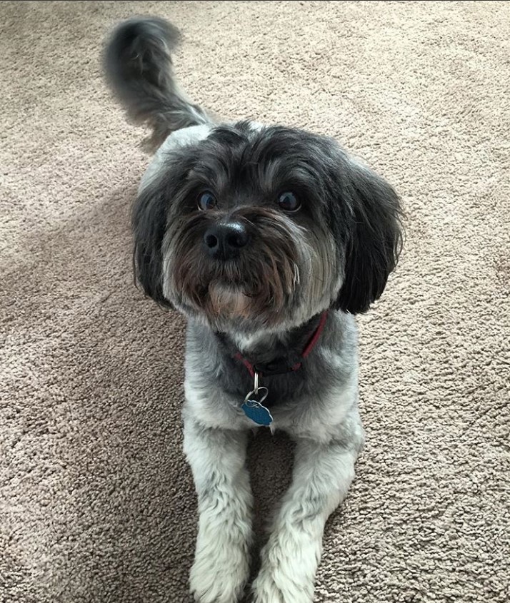 Schnautzu lying on the floor while looking up with its wide eyes