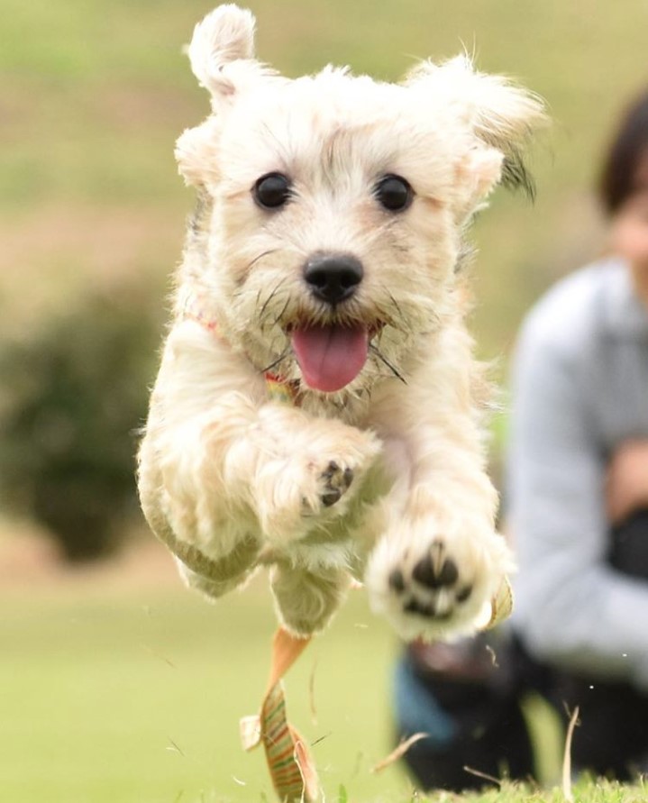 Adorable Shih Schnauzer running at the park