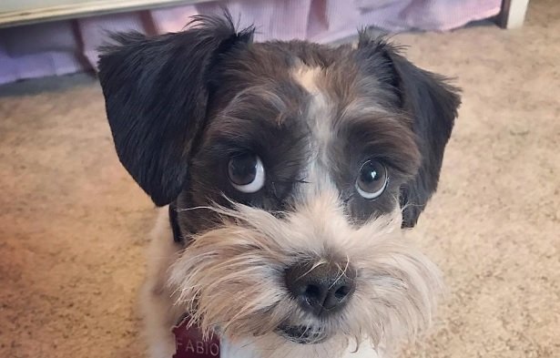 shih tzu schnauzer mix haircut