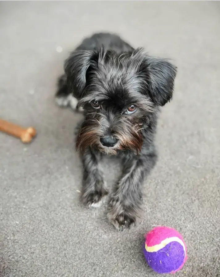 black Schnautzu lying on the floor with its bone toy and ball