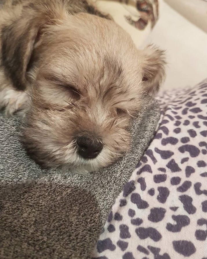 Schnautzu puppy sleeping soundly in its bed