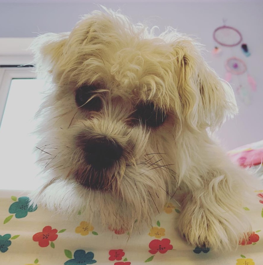 Schnautzu lying on top of the bed while looking down