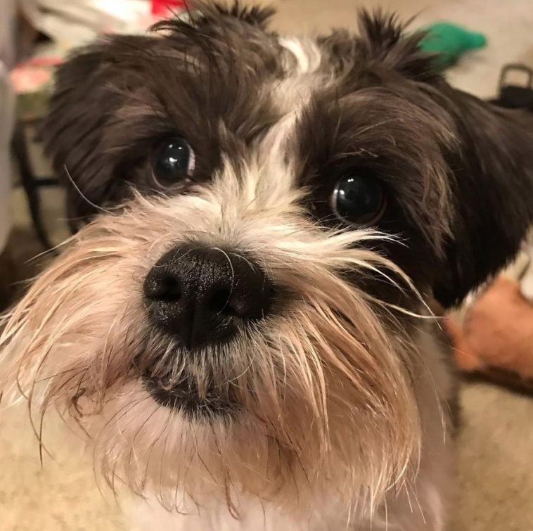 Shih Tzu And Schnauzer Mix