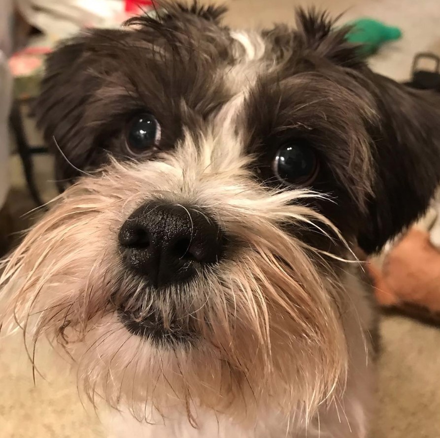 begging face of a Schnau-Tzu