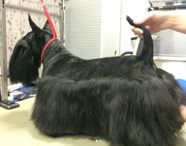 black Scottish Terrier with long hair on its just above the ground and long mustached