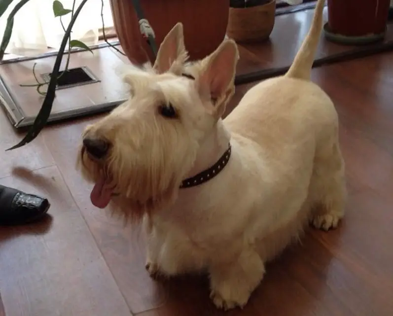 Scottish Terrier haircut in closely shaved hair on body while keeping its  mustache long