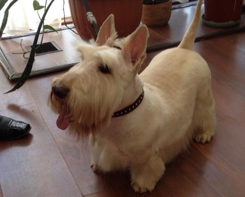 14 Best Scottish Terrier Haircuts For Dog Lovers The Paws