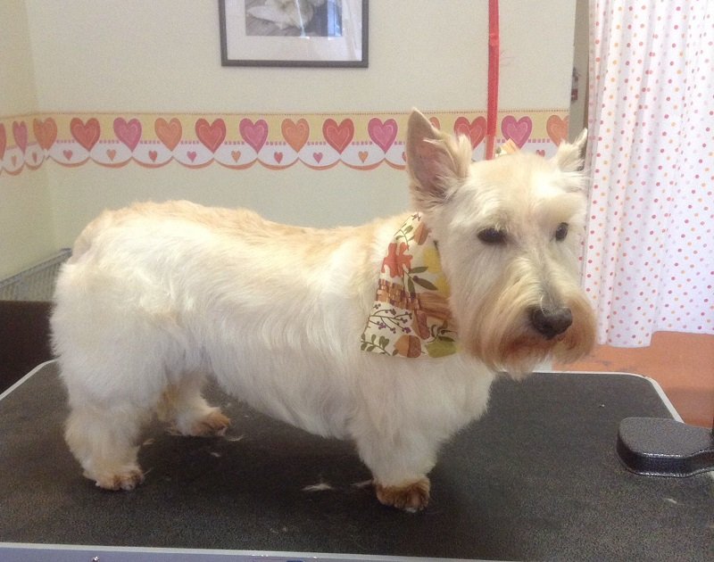 white Scottish Terrier with medium length fluffy hair