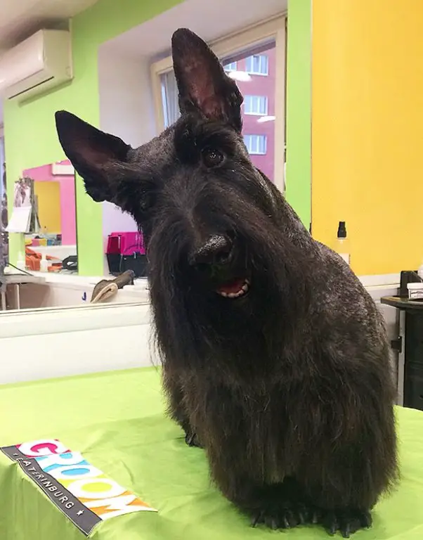 black Scottish Terrier sitting on the table fresh from haircut