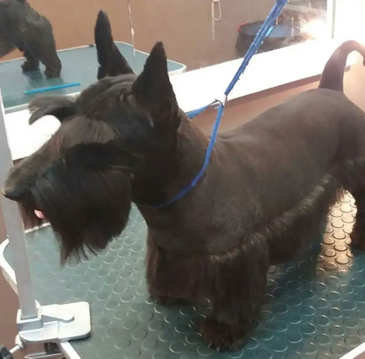 Scottish Terrier with shiny long hair on its belly going to its feet and medium length mustache