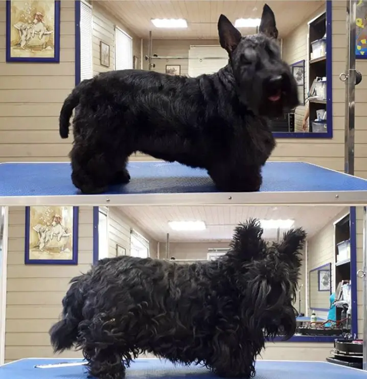 black Scottish Terrier with fluffy medium length hair 