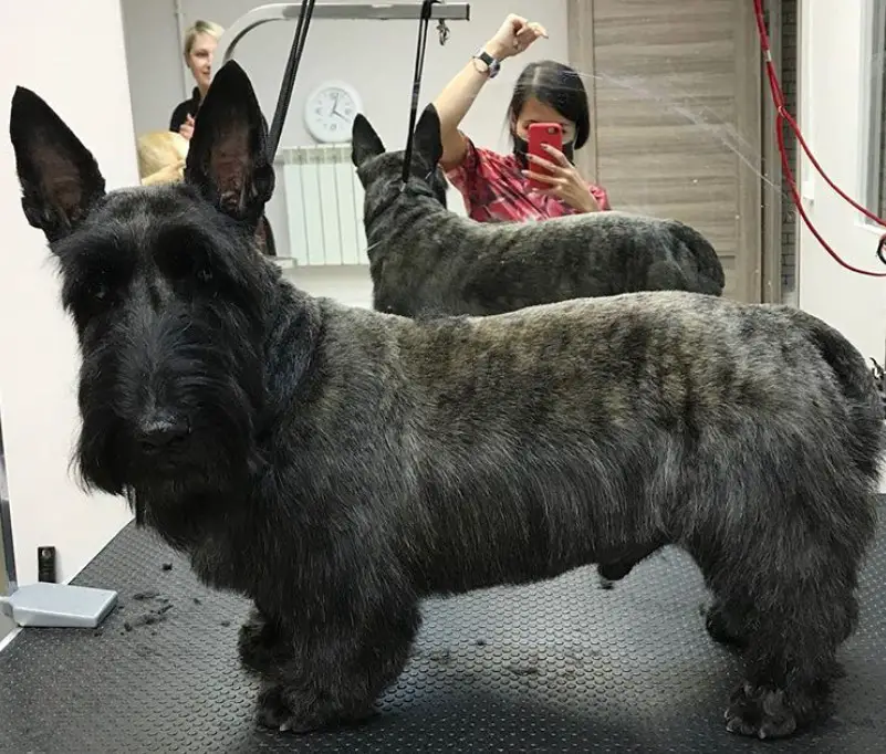 black Scottish Terrier with medium length hair