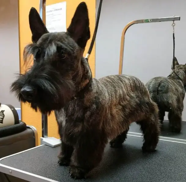 black Scottish Terrier  fresh from haircut with medium length hair on its tummy and legs