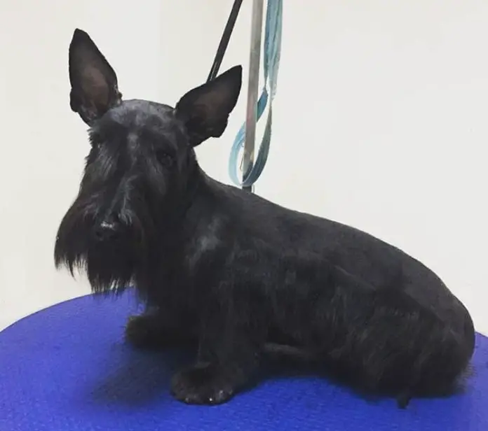 black Scottish Terrier  fresh from haircut with medium length of hair on its tummy and mustache