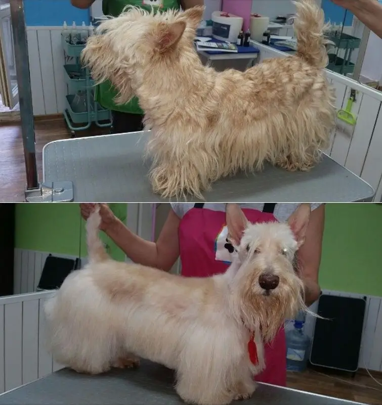 Scottish Terrier haircut with long and shiny hair from its tummy all the way to its feet