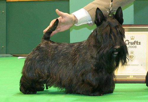 black Scottish Terrier with fluffy medium length haircut in a dog show