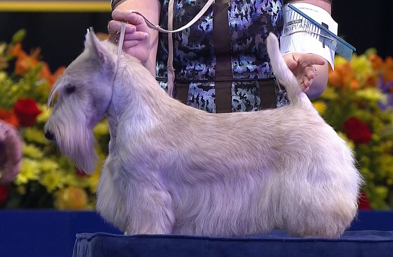 Scottish Terrier in a dog show with fluffy long hair on its tummy up to the ground and medium length hair on mustache