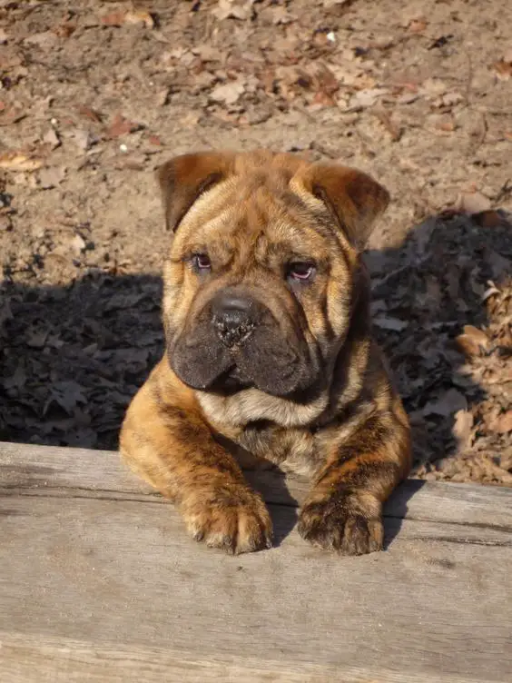 A Shar-Pei sitting behind the wooden bench under the sun