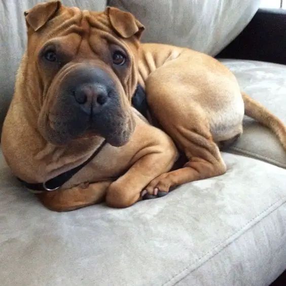 A Shar-Pei lying on top of the couch while staring