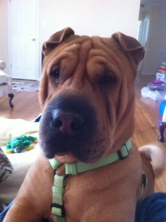 A Shar-Pei lying on top of the leg of person sitting on the couch