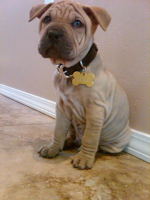 A Shar-Pei puppy sitting on the floor next to the wall