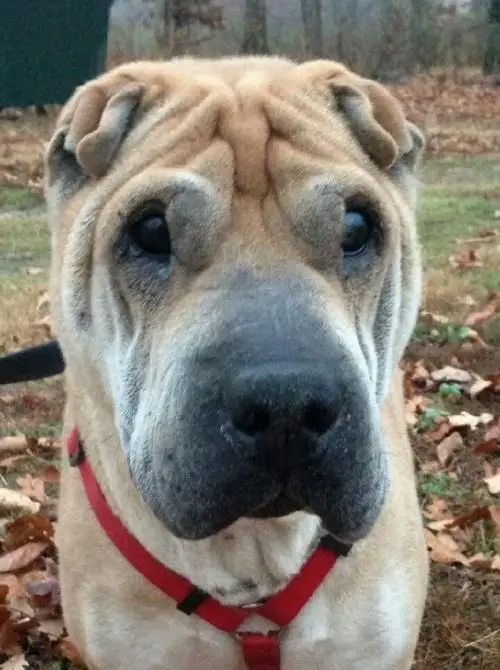 A Shar-Pei sitting on the grass with dried leaves