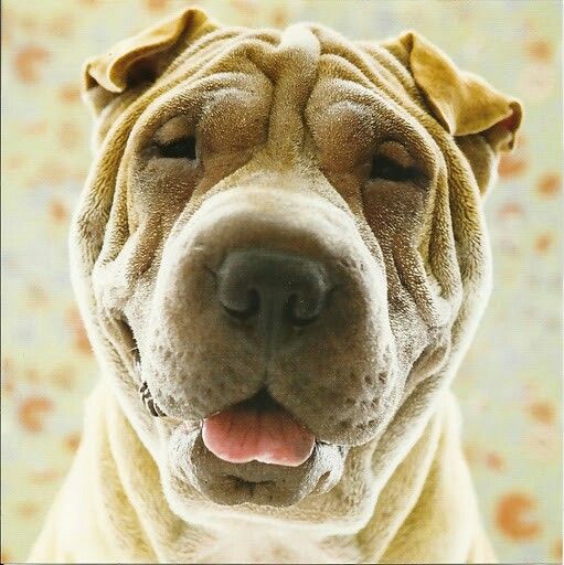 A smiling Shar-Pei