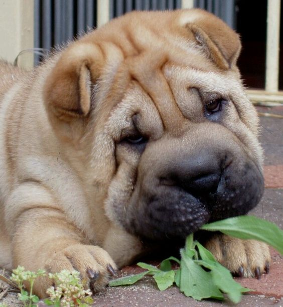 A Shar-Pei lying on the pavement with a leaves in its mouth