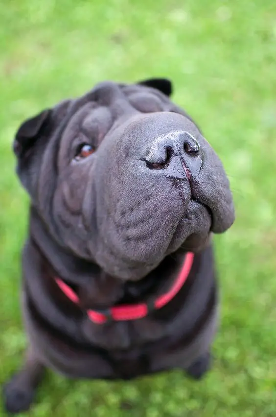 A Shar-Pei sitting on the grass while looking up showing its wet nose