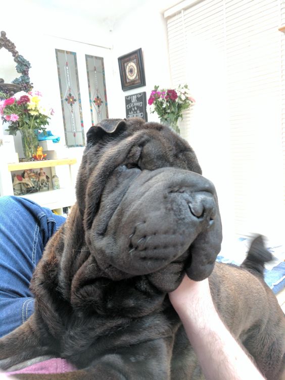 A Shar-Pei puppy lying on top of the person on the couch