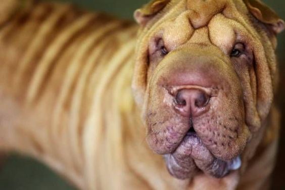 A Shar-Pei standing while staring