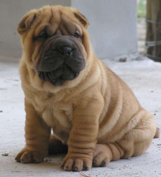 A Shar-Pei puppy sitting on the pavement
