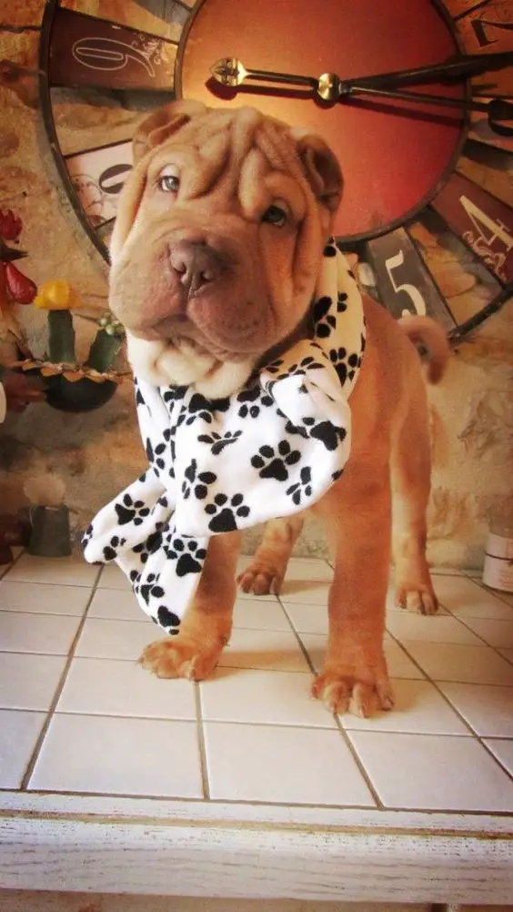 A Shar-Pei wearing a scarf while standing on the floor with a big wall clock behind him