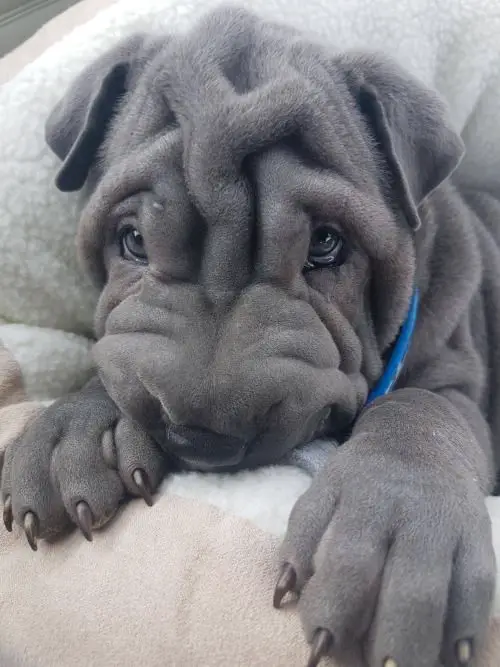 A Shar-Pei puppy lying on its bed