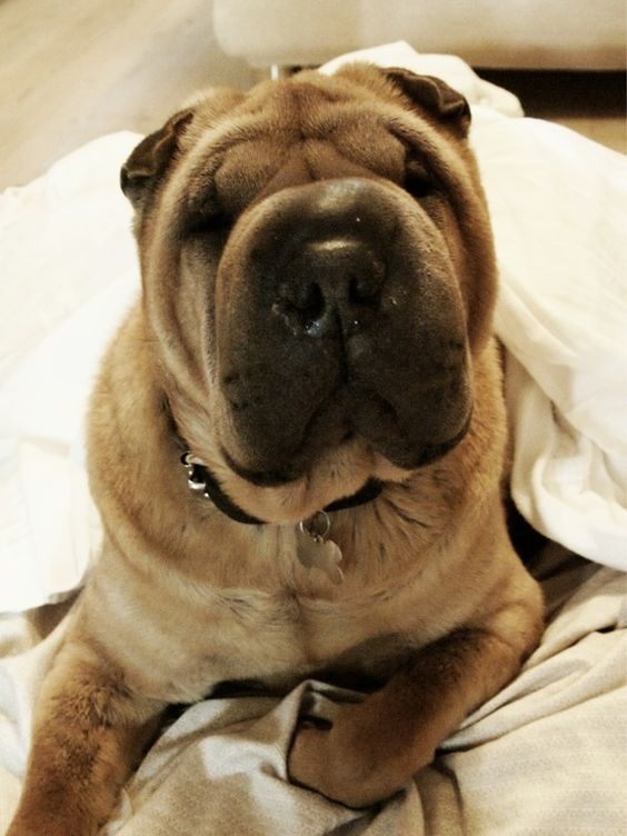 A Shar-Pei lying on the blanket