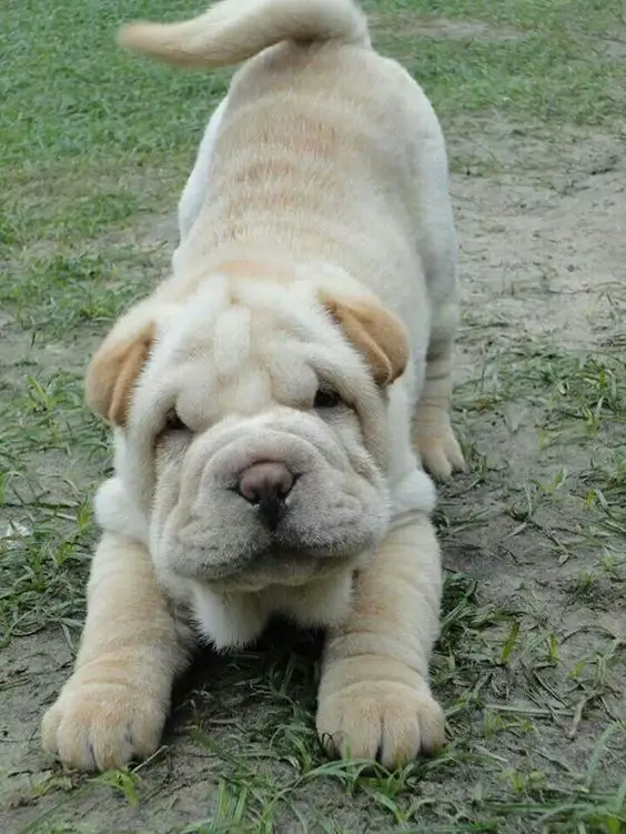 A Shar-Pei bow playing in the yard