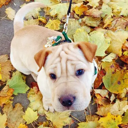 A Shar-Pei sitting on the pavement with dried maple leaves